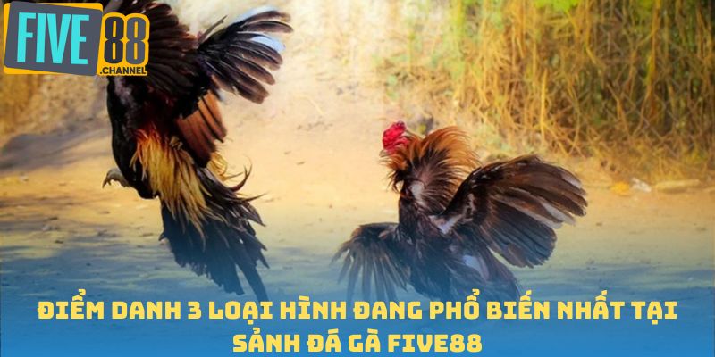 Điểm danh 3 loại hình đang phổ biến nhất tại sảnh đá gà FIVE88