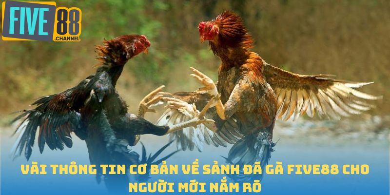 Vài thông tin cơ bản về sảnh đá gà FIVE88 cho người mới nắm rõ