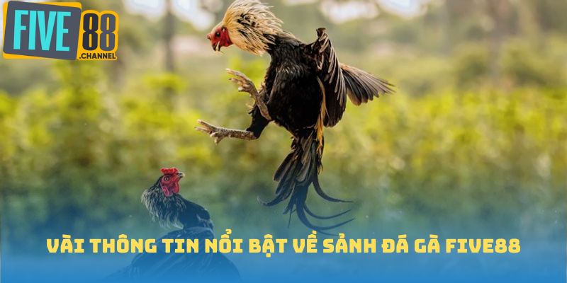 Vài thông tin nổi bật về sảnh đá gà FIVE88
